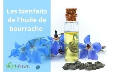 Image article bourrache